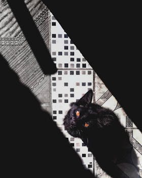 一只黑猫坐在阳光照射的阴影中，眼睛明亮