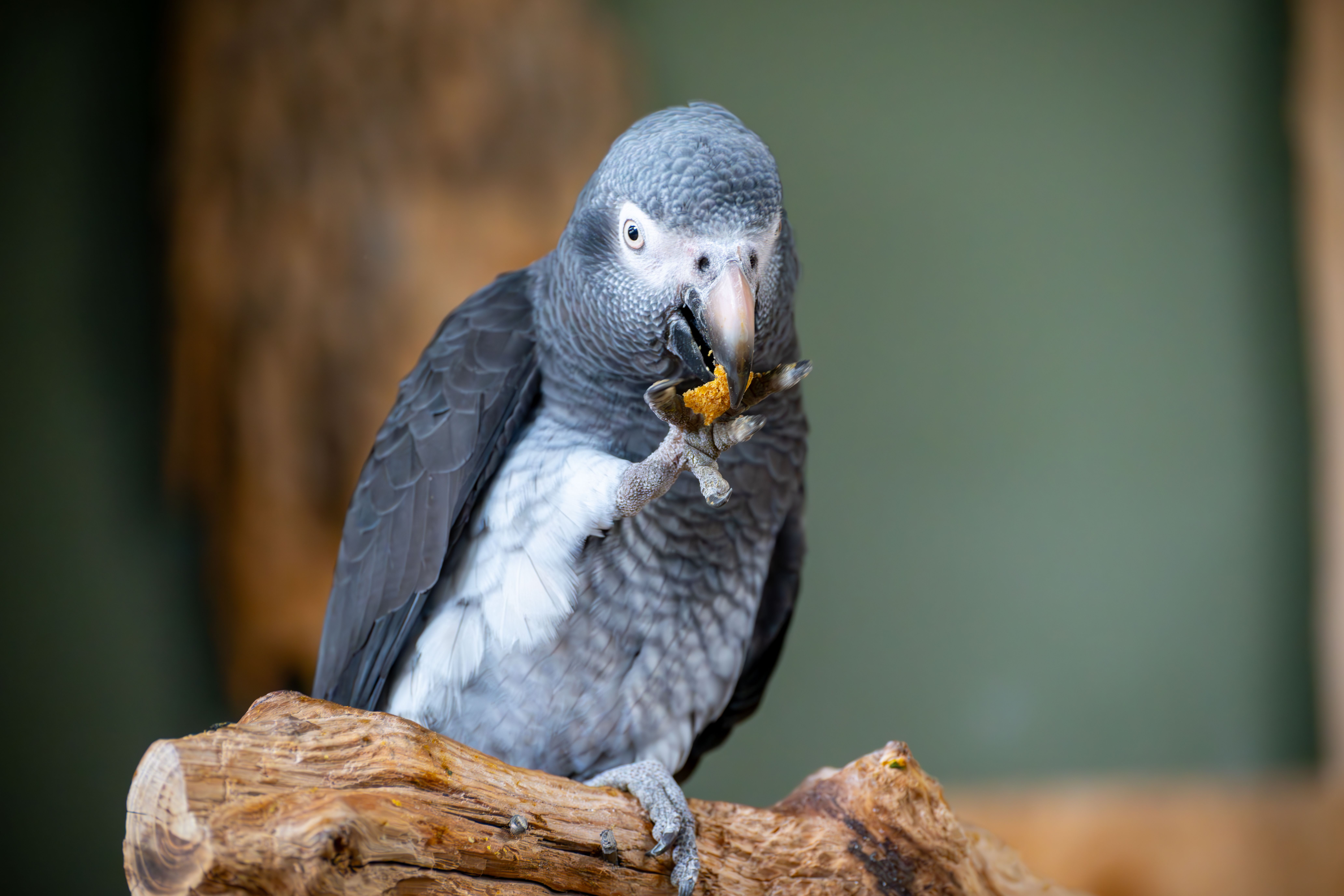 African gray parrot interacting with trainer during teaching session