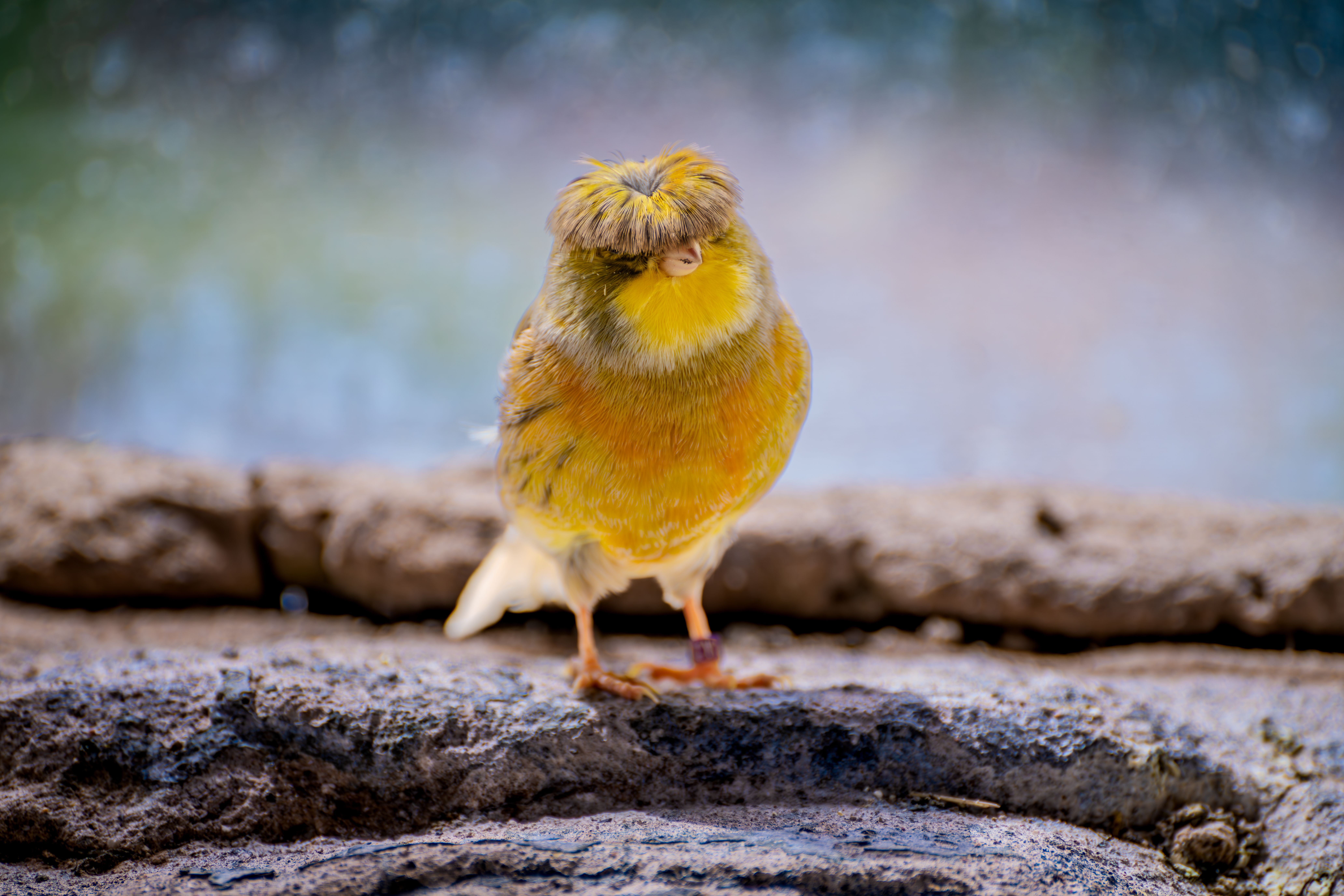 Close-up of a yellow bird with unique feathers perched on a stone surface outdoors.