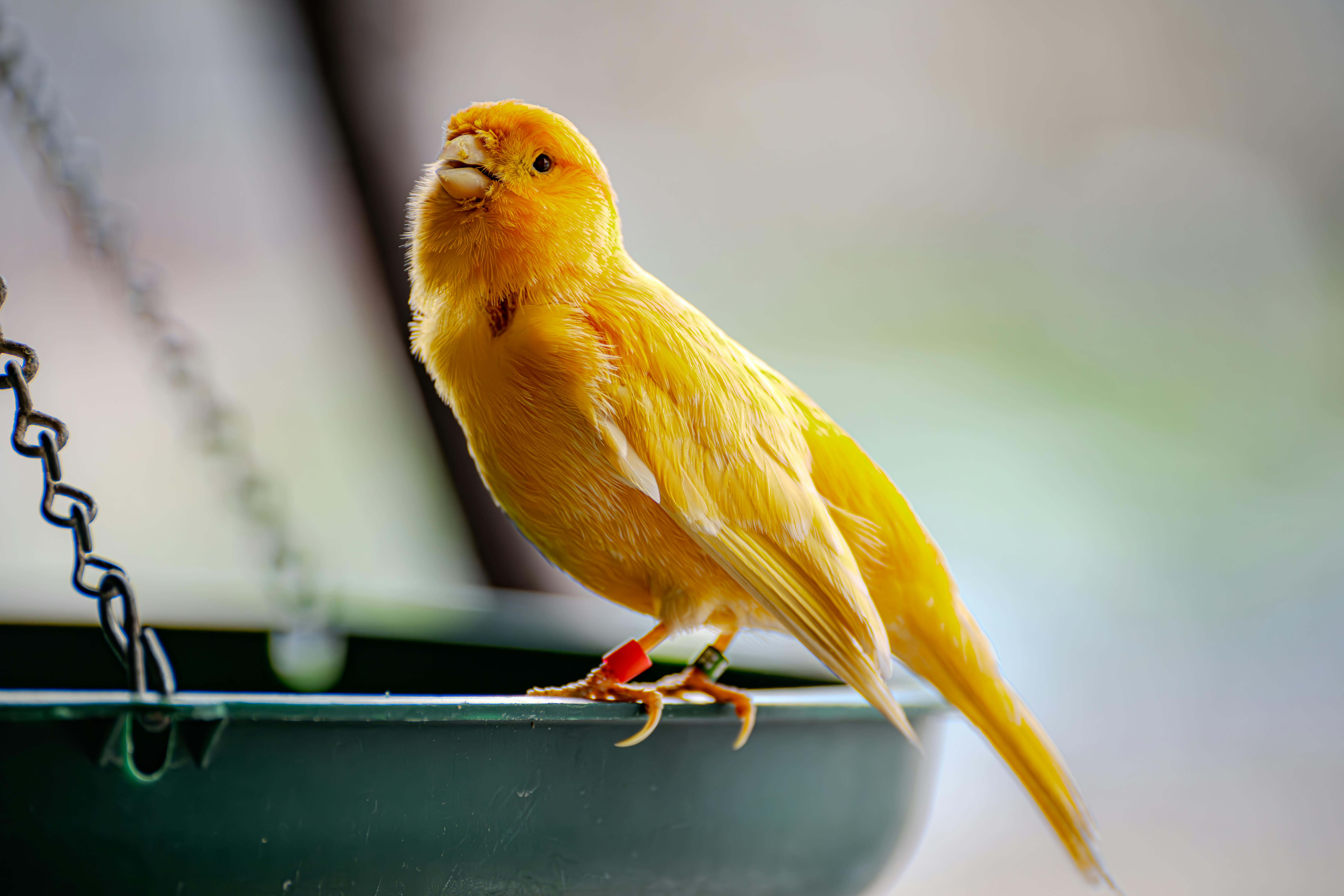 A vivid yellow canary perched on a green feeder, showcasing its vibrant feathers.