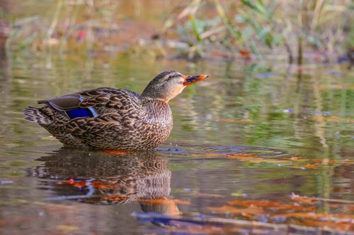 Free A female mallard duck glides gracefully across a serene pond, surrounded by autumn leaves. Stock Photo