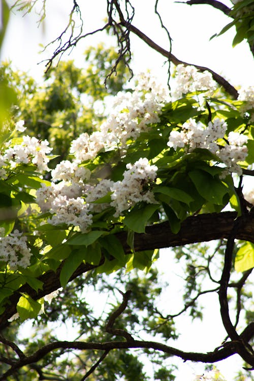 Kostnadsfri bild av blommor, träd