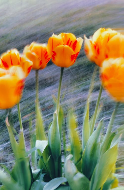Immagine gratuita di bouquet, campo, colore
