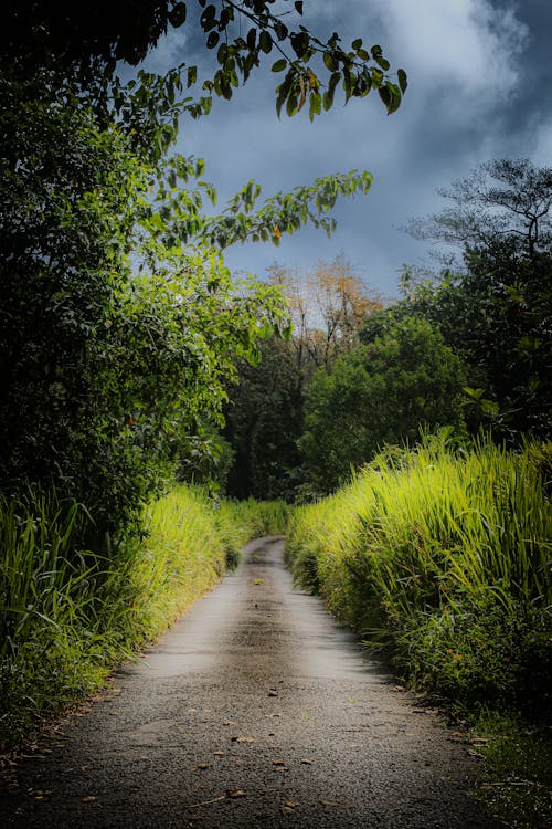 Gratis stockfoto met blauwe lucht, groenblijvende bomen, straten