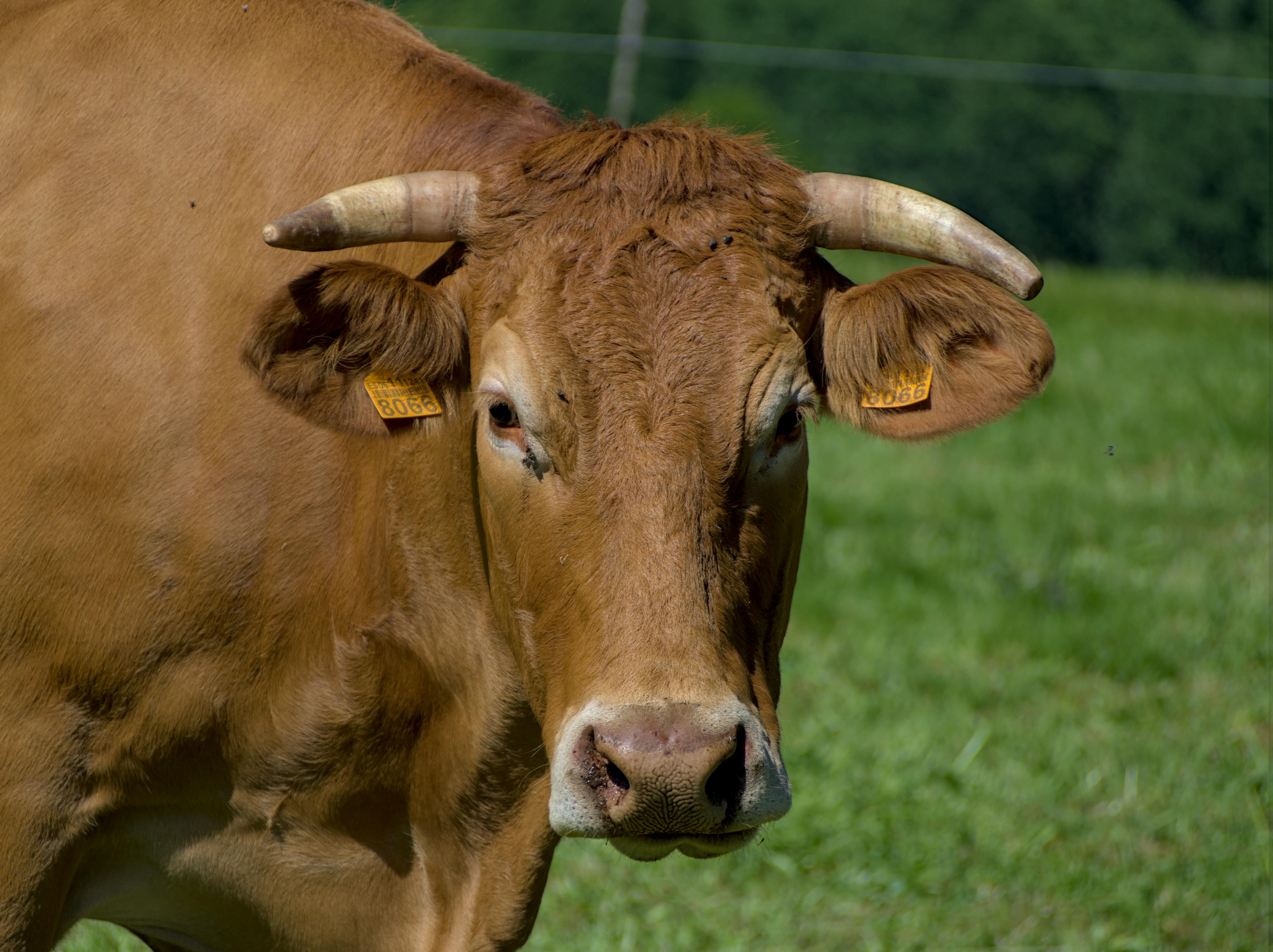 grátis Foto profissional grátis de agrícola, agricultura, agricultura sustentável Foto profissional