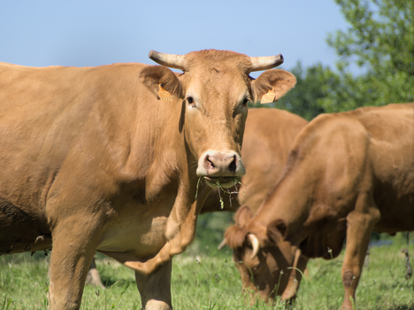 Brown cows with horns grazing in a sunny rural meadow, showcasing a tranquil agricultural scene.