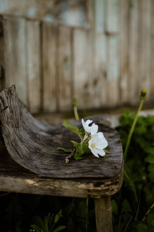 A flower on an old wooden chair