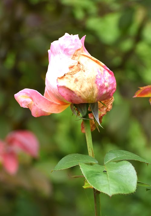 つぼみ, バラの壁紙, バラの花びらの無料の写真素材