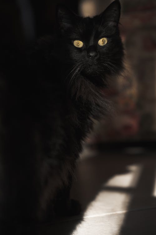 Fotobanka s bezplatnými fotkami na tému čierna mačka, žlté oči