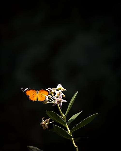 Kostenloses Stock Foto zu abonnieren, orange schmetterling, schmetterling