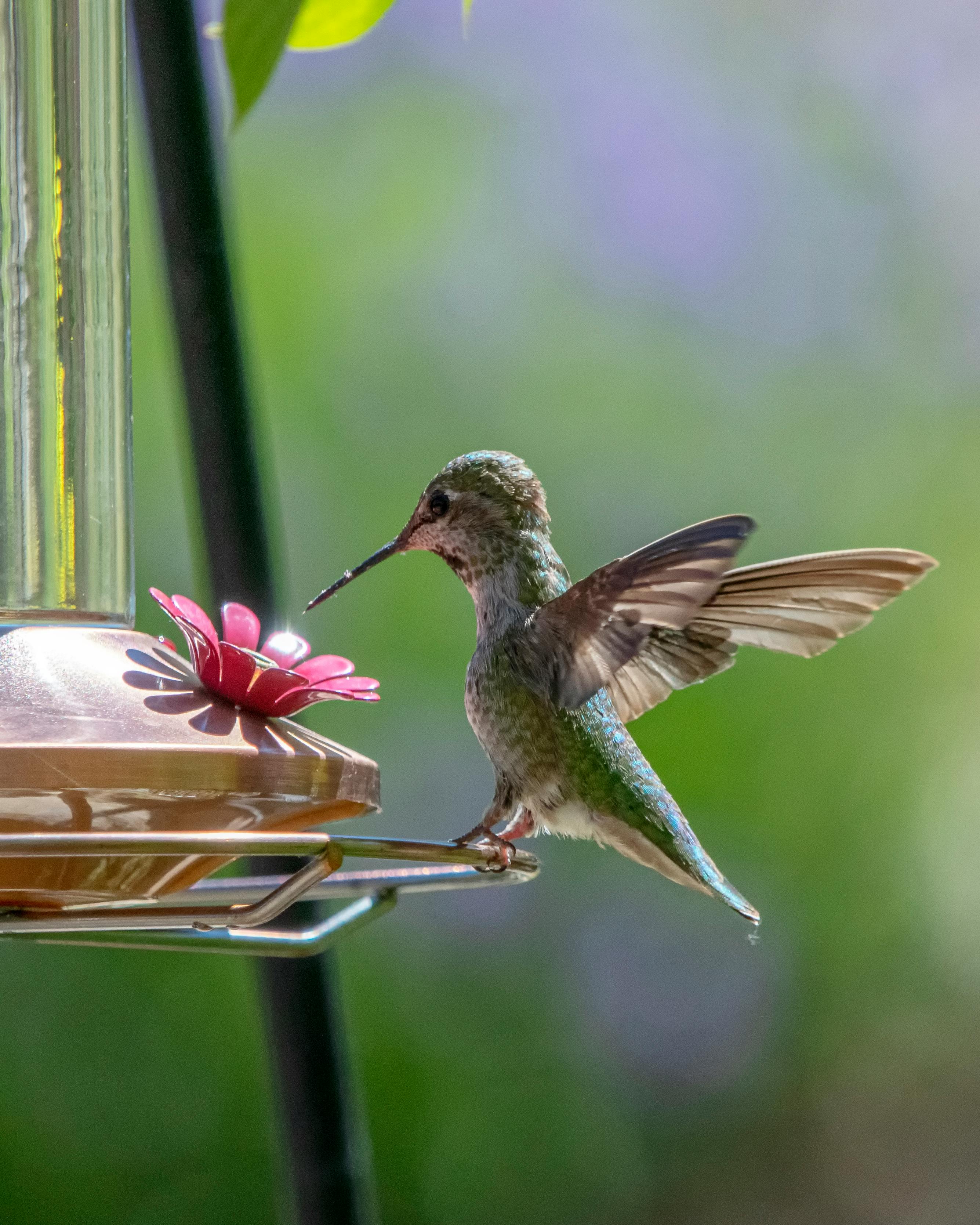 Free stock photo of bird, hummingbird