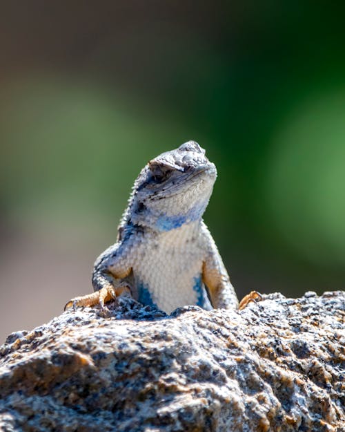 Grey lizard on a grey rock