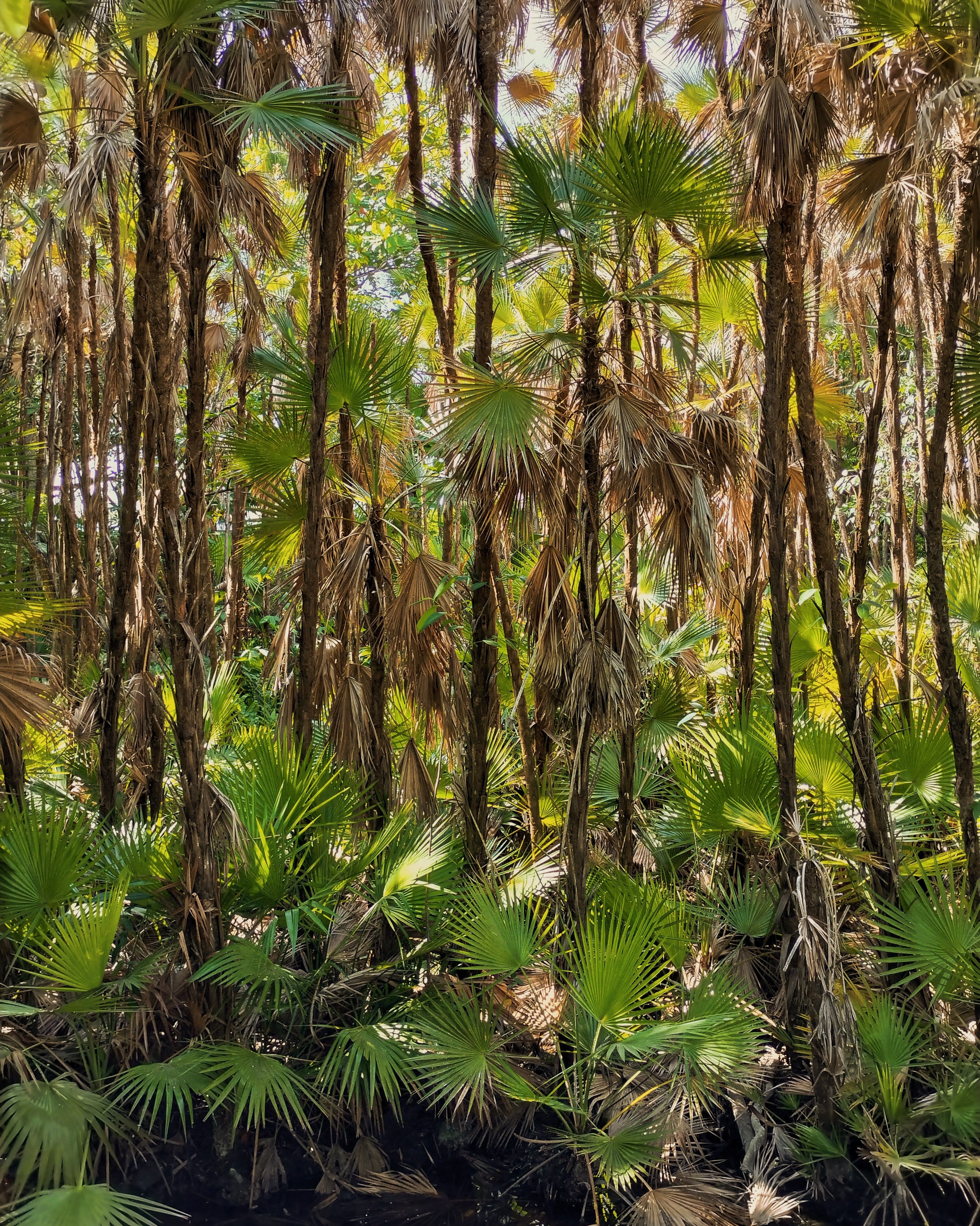 Fotomural Densa selva tropical con vegetación vibrante y palmeras en Cancún, México.