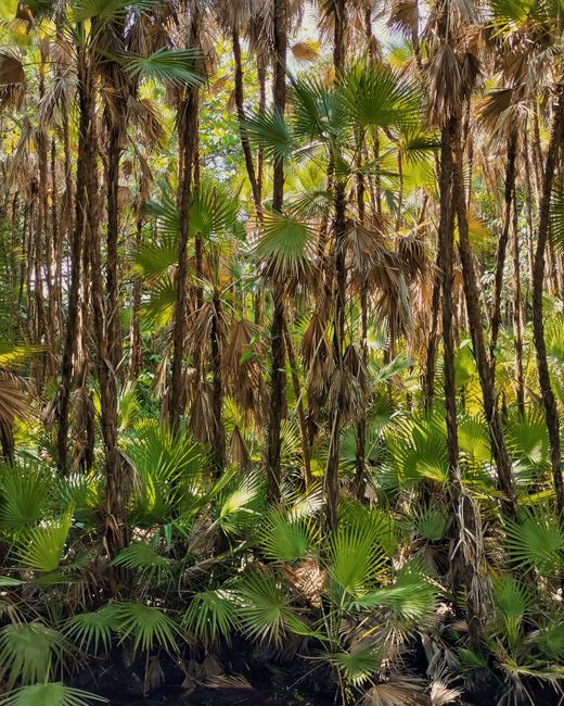 Fotomural Densa selva tropical con vegetación vibrante y palmeras en Cancún, México.