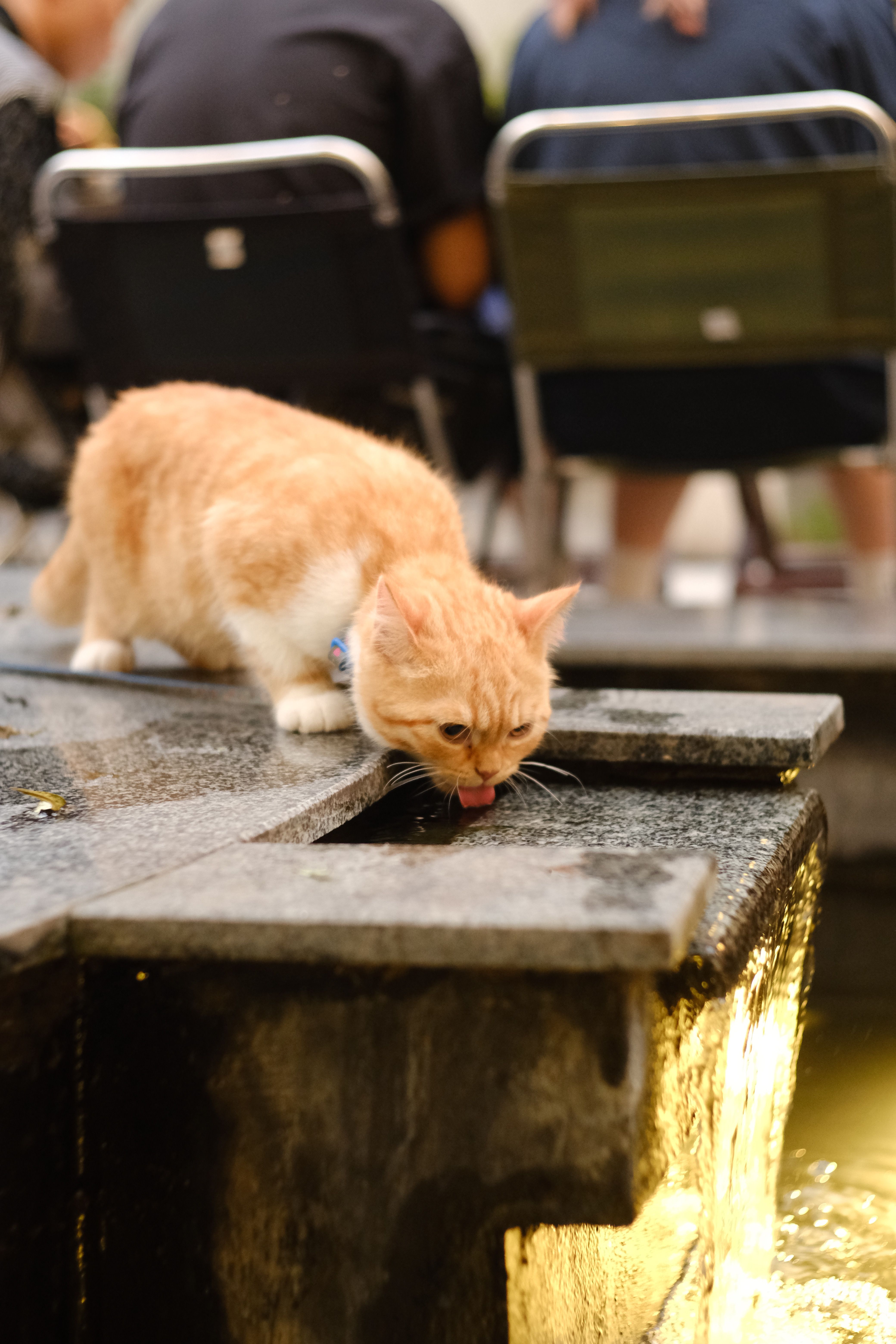 orange cat drinking from water bowl outdoors