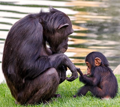Free A heartwarming scene of a chimpanzee mother and baby bonding outdoors near water. Stock Photo