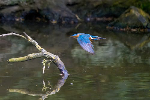 A bird flying over the water with a branch in its beak