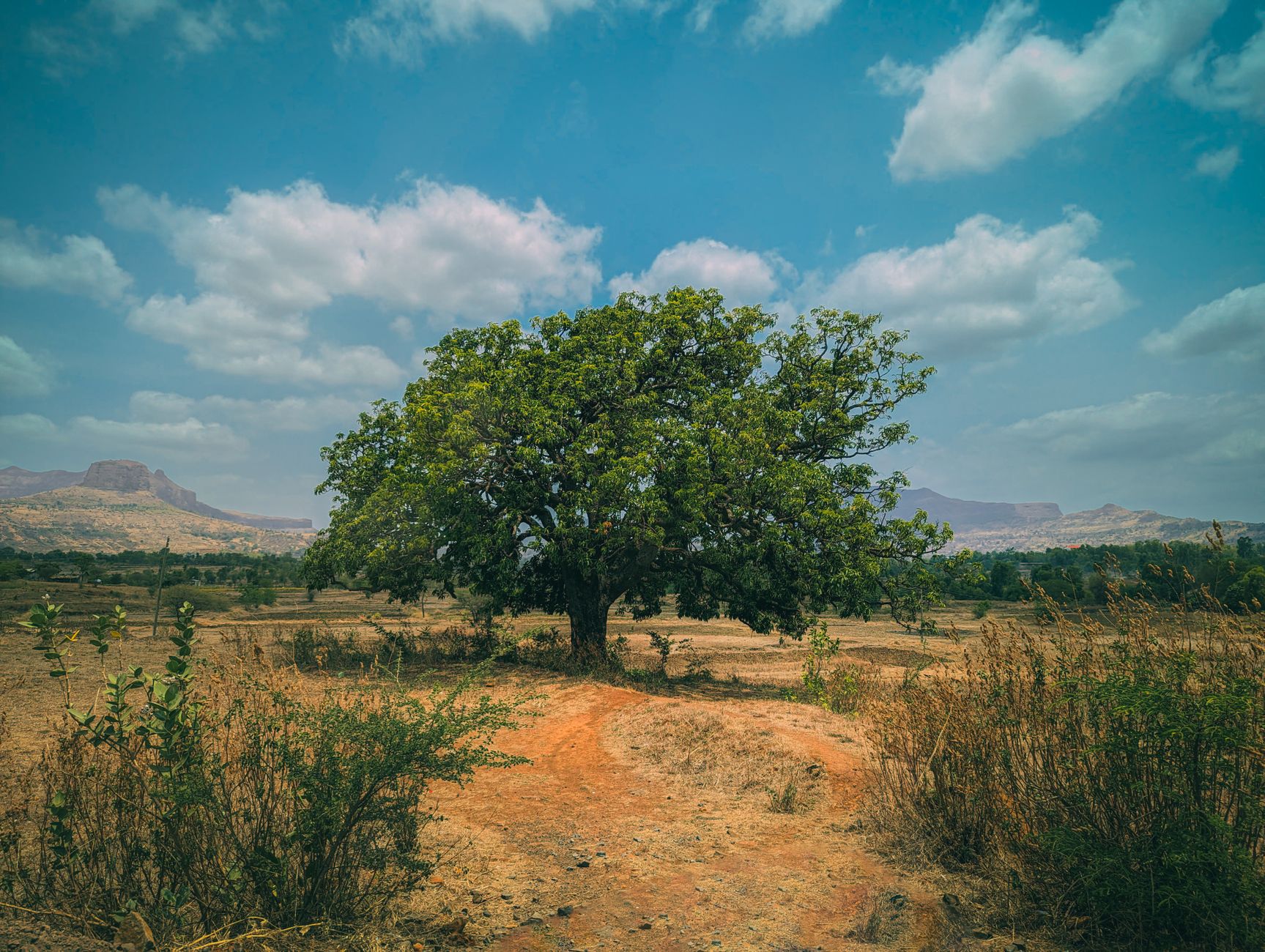 A lone tree stands amidst a vast arid landscape under a bright blue sky in Nashik, India.