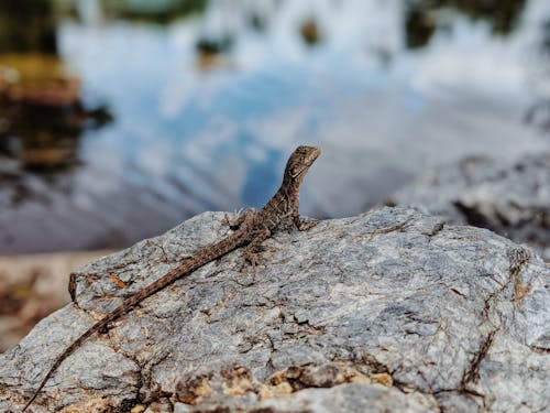 Základová fotografie zdarma na téma detail, divočina, divoké zvíře