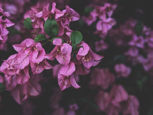 Photo of Purple Bougainvillea Flowers