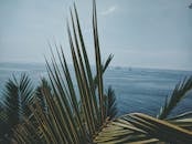 黑山布德瓦郁郁葱葱的棕榈叶，享有亚得里亚海的宁静景色，是理想的夏季度假胜地