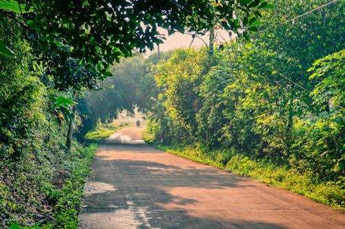 Photo of Road Surrounded By Trees