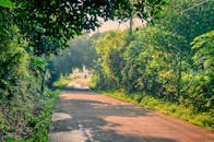 温暖的阳光下，一条宁静的乡村道路两旁绿意盎然，生机勃勃，非常适合自然爱好者