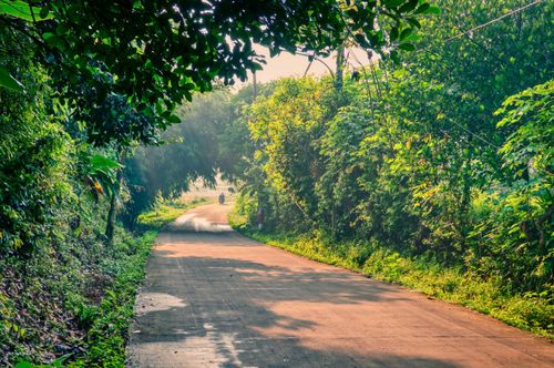 Free A peaceful rural road lined with vibrant green foliage under warm sunlight. Perfect for nature enthusiasts. Stock Photo