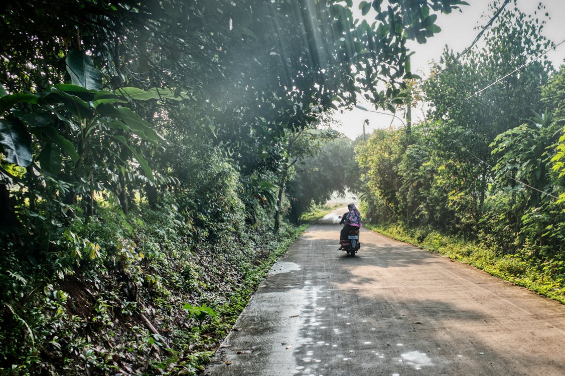 Foto d'estoc gratuïta de arbres, autopista, carretera