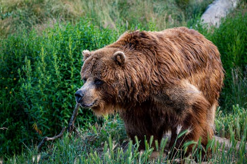 Big Brown Bear