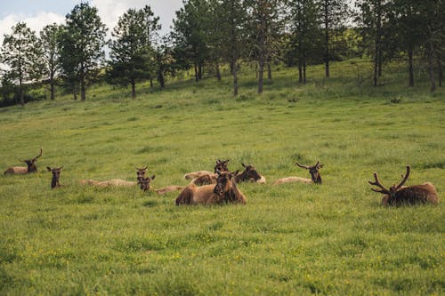 Herd of Moose on Grass