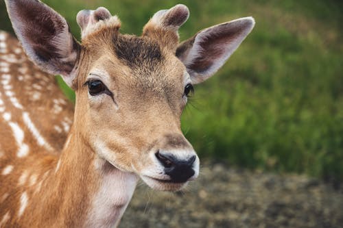 Free Brown Deer Stock Photo