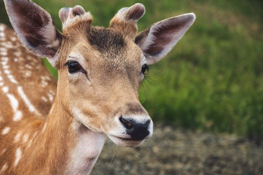 An adorable young deer captured in a natural outdoor setting, showcasing its gentle expression and distinctive markings.