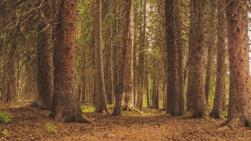 Free Serene forest path surrounded by tall pine trees, capturing the earthy essence of nature. Stock Photo