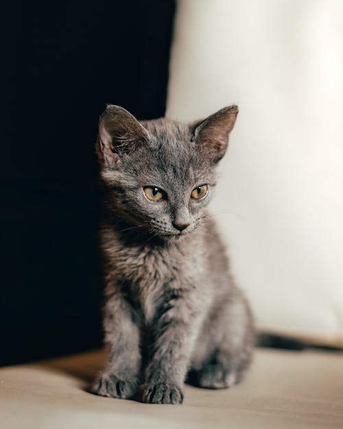A gray kitten sitting on a couch