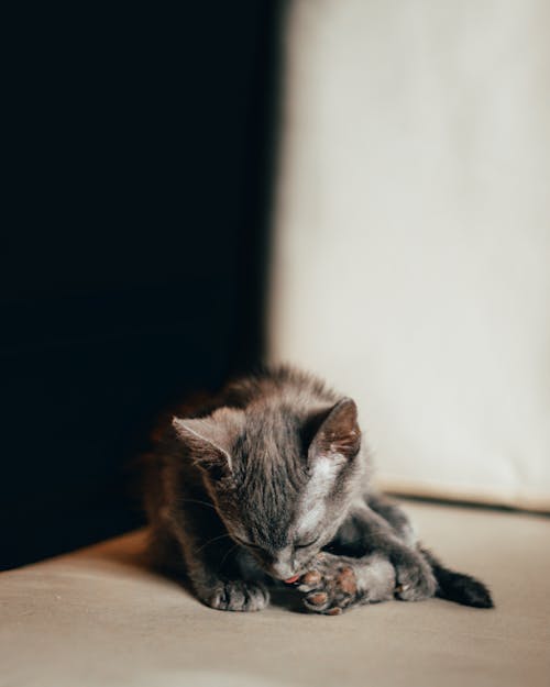 A small gray kitten is playing with a toy