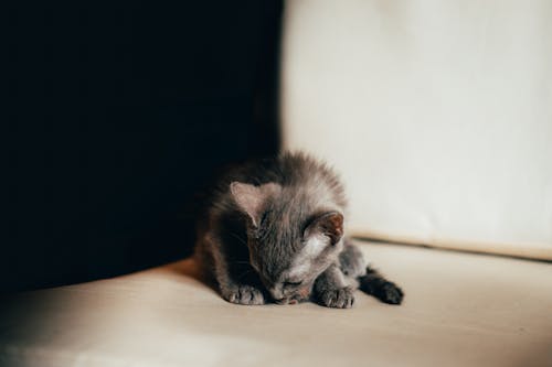 A small gray kitten is laying on a couch