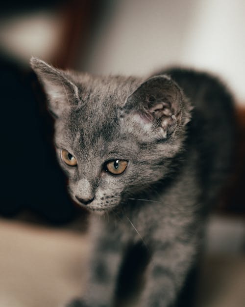 A gray kitten with yellow eyes looking at the camera