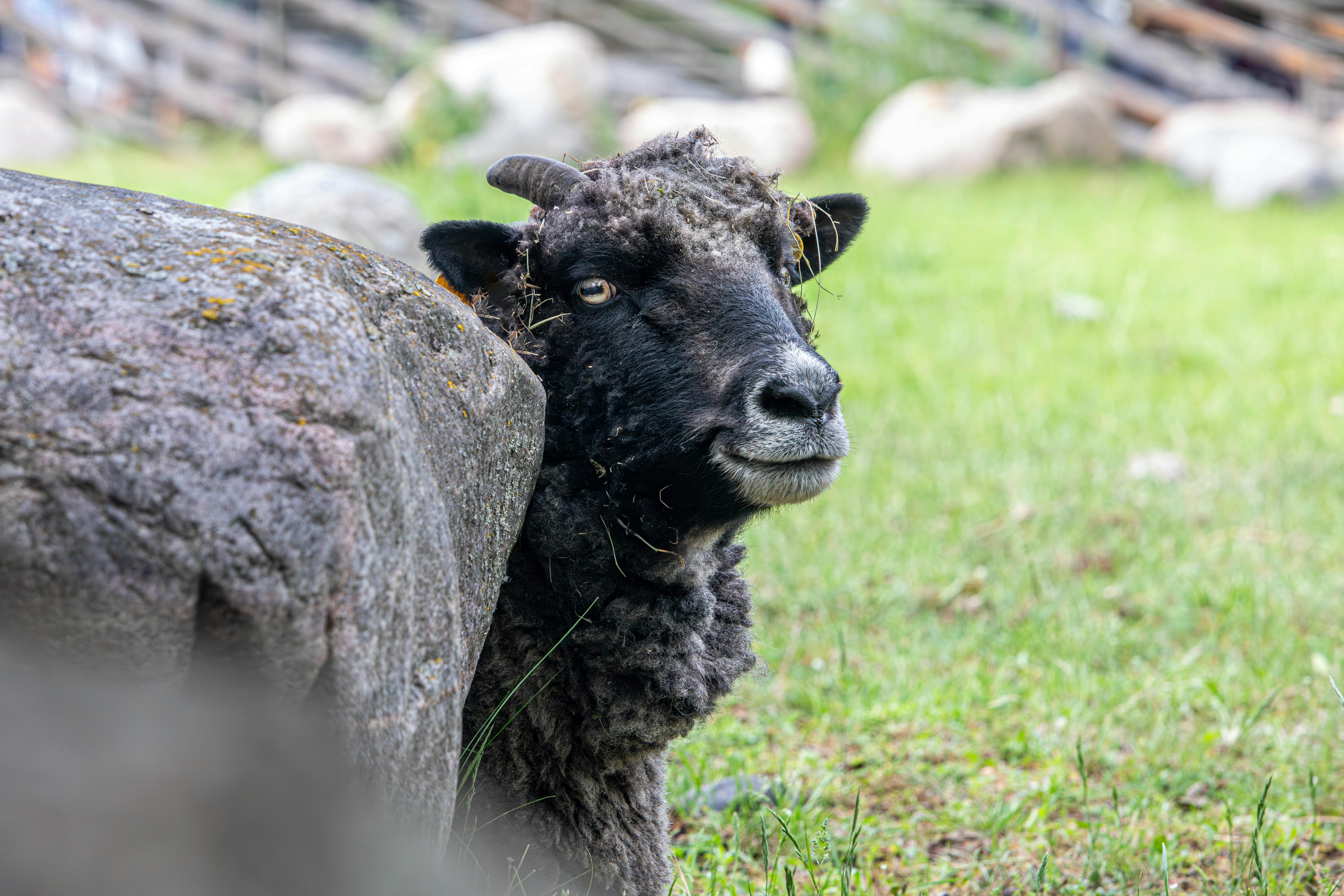 grátis Foto profissional grátis de agricultura, animal, animal doméstico Foto profissional