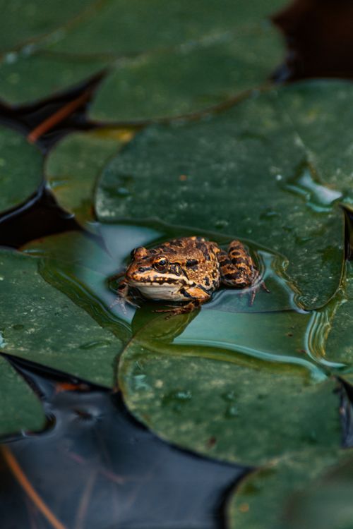 Free A beautiful frog rests on verdant water lily pads, capturing serene natural beauty in Mersin, Türkiye. Stock Photo