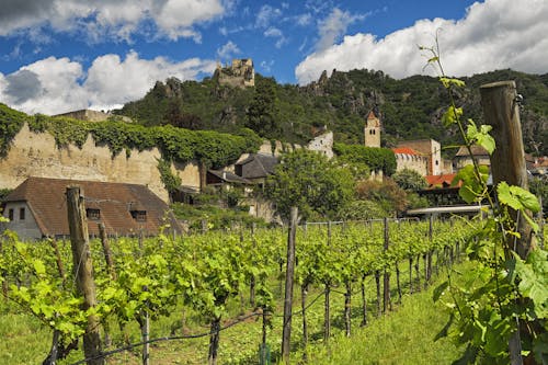 A vineyard with a castle in the background