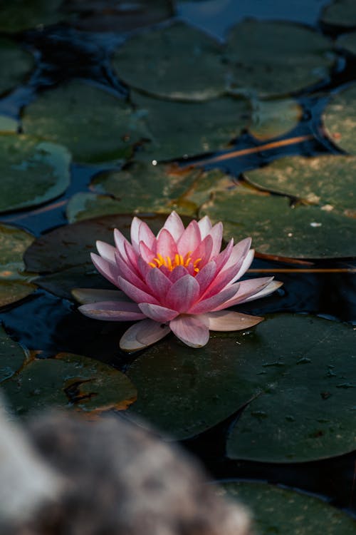 Imagine de stoc gratuită din floare roz, fotografiere verticală, iaz