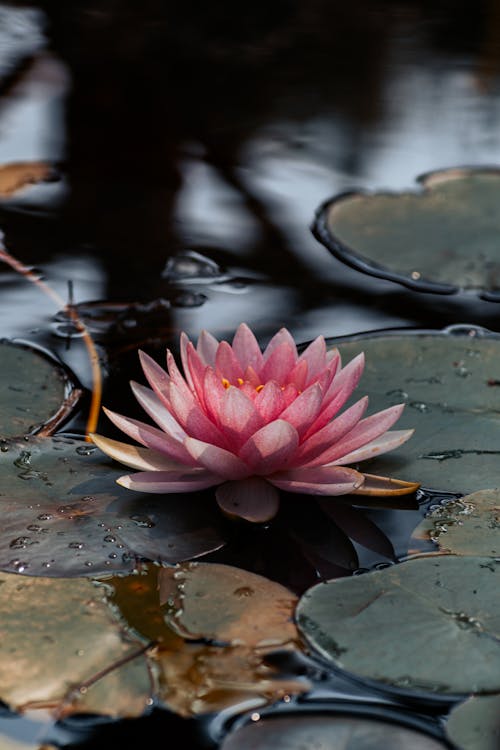 Imagine de stoc gratuită din floare roz, fotografiere verticală, iaz