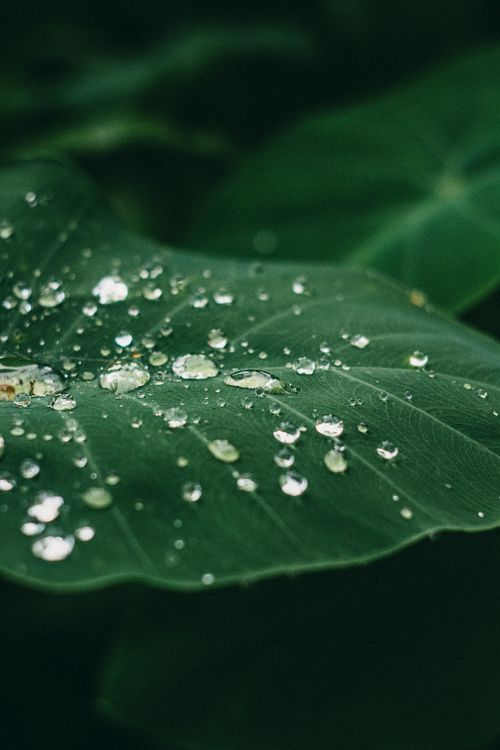 Free Detailed view of water droplets on green leaf, capturing the lushness of Breves, Brazil jungle. Stock Photo
