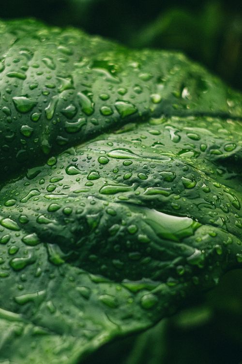 Free Vibrant green leaf covered in raindrops, showcasing nature's fresh appeal. Stock Photo