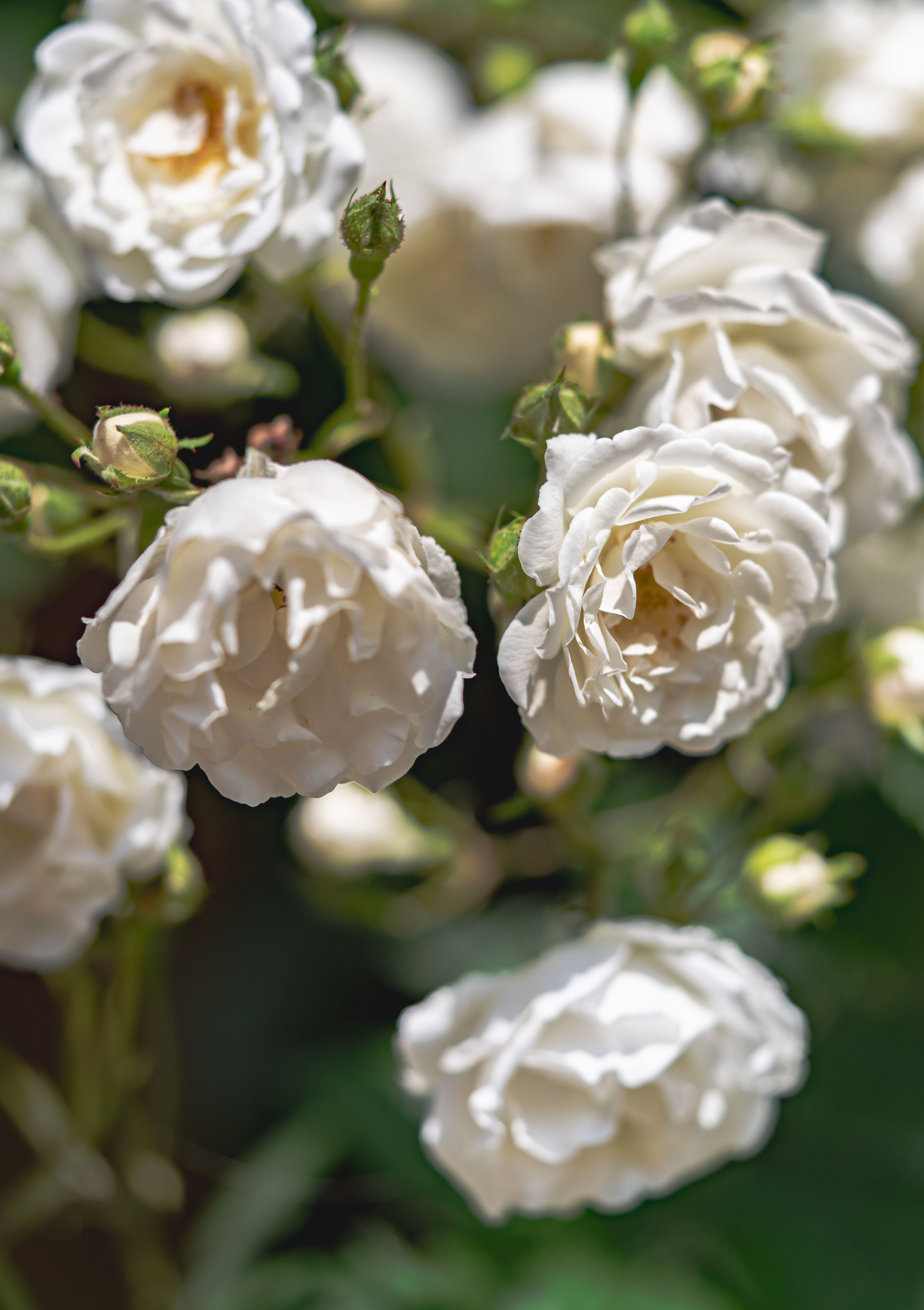 White Roses on a Branch · Free Stock Photo