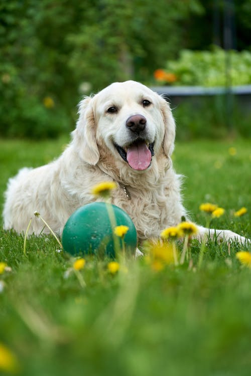 Δωρεάν στοκ φωτογραφιών με golden retriever, αξιολάτρευτος, αστείος