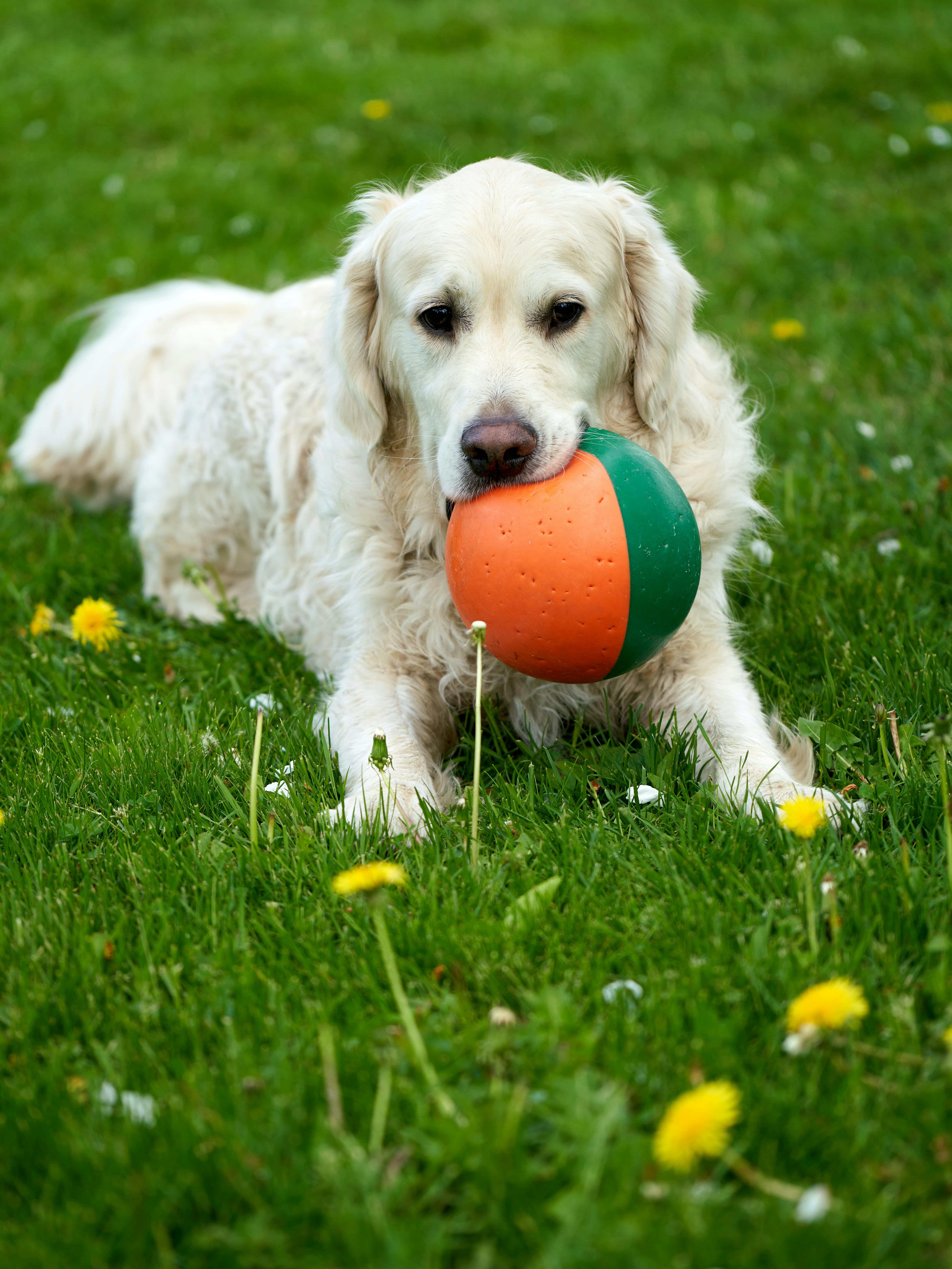 a white golden retriever is playing guarding a ball during summer green grass with dandelions