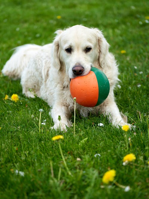 Um Golden Retriever Branco Está Jogando/Guardando Uma Bola Durante O Verão, Grama Verde Com Dentes De Leão