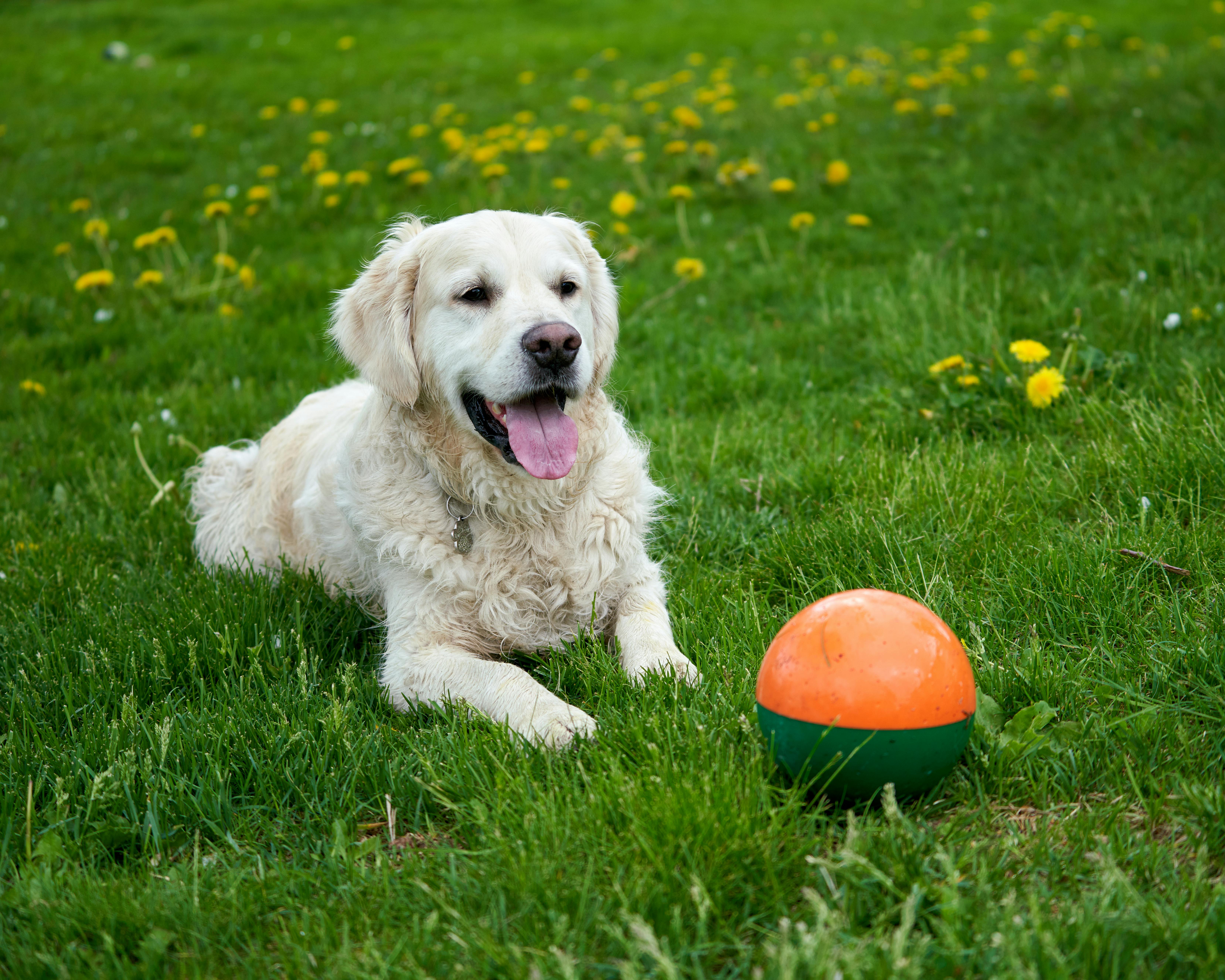 A white golden retriever is playing / guarding a ball during summer, green grass with dandelions